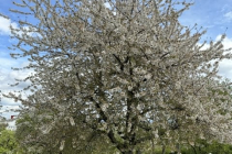Fruehjahrsspaziergang_2023_04_18