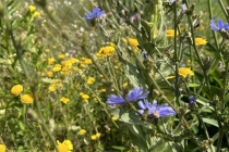 Gartenschau_Balingen_2023_17