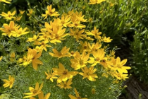 Gartenschau_Balingen_2023_20