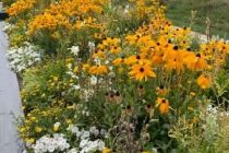 Gartenschau_Eppingen_2022_01