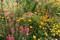 Gartenschau_Eppingen_2022_03