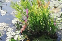 Landesgartenschau_2018_01