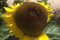 Landesgartenschau_2018_05