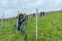 Vereinsweinberg_2023-03_01