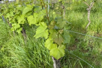 Vereinsweinberg_2023-05_03