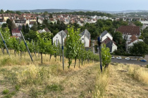 Vereinsweinberg_2023-06_20_01