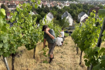 Vereinsweinberg_2023-06_20_05