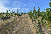 Vereinsweinberg_2023-07_11_06