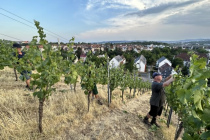 Vereinsweinberg_2023-07_11_13