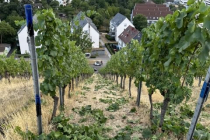 Vereinsweinberg_2023-07_11_19