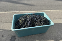 Weinlese_2023-10-03_05