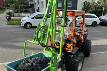 Weinlese_2023-10-03_07