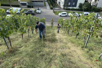 Weinlese_2023-10-03_16